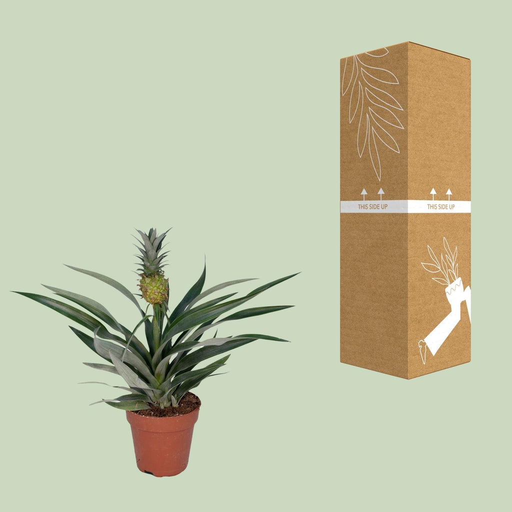 Detailfoto van Bromelia Ananas