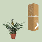 Detailfoto van Bromelia Ananas