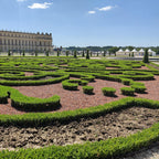 4x BetterBuxus Babylon Beauty, gezonde plant