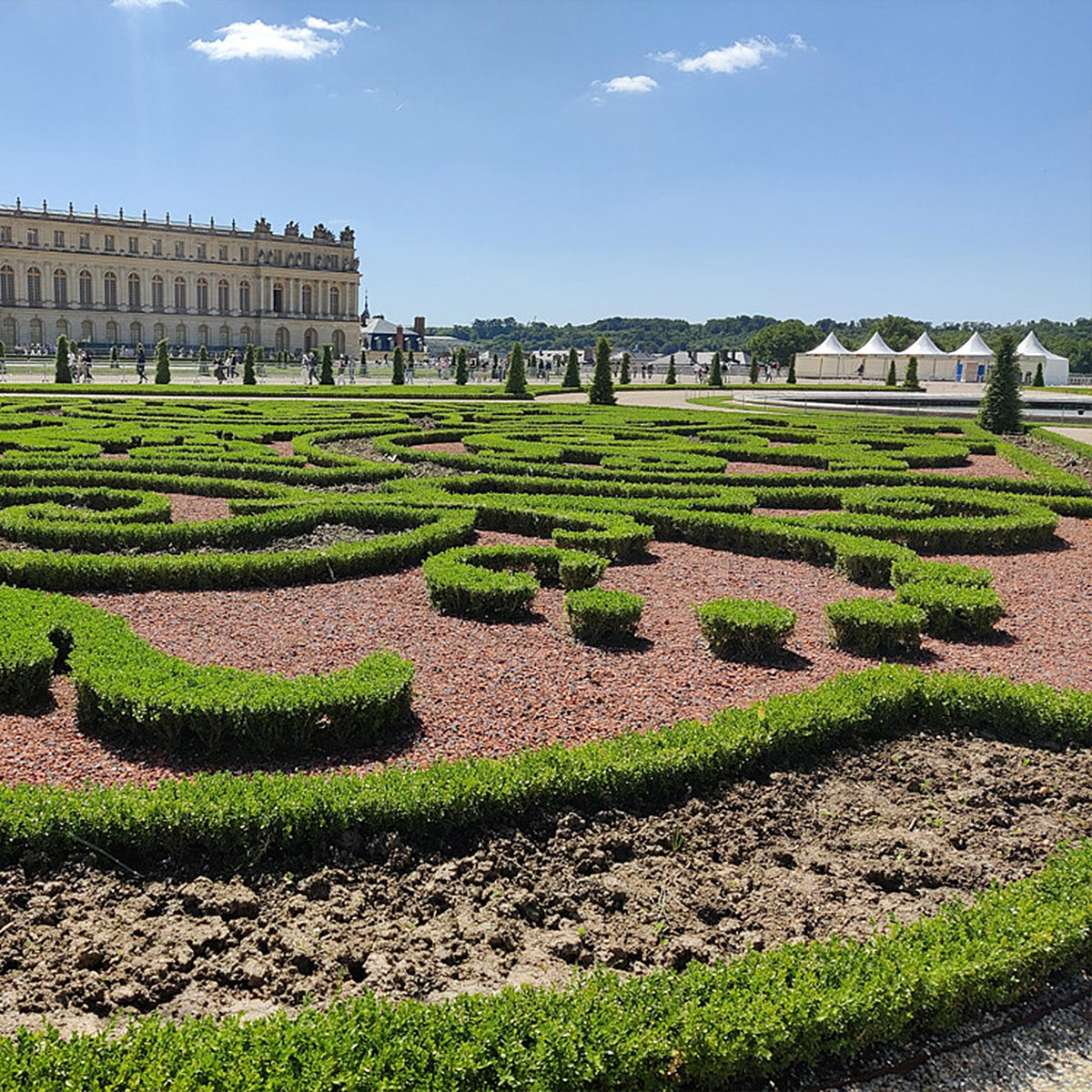 4x BetterBuxus Babylon Beauty, gezonde plant