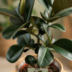 Rubberplant - Ficus Elastica Cloe met Mand, groene bladeren