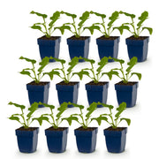 Echinacea Tricolour - Zonnehoed - Geel - Roze - Wit - 12 Planten