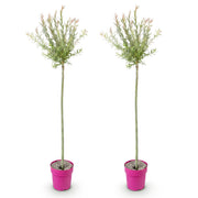 2x - Salix Flamingo - Ø23cm - ↕140-160cm
