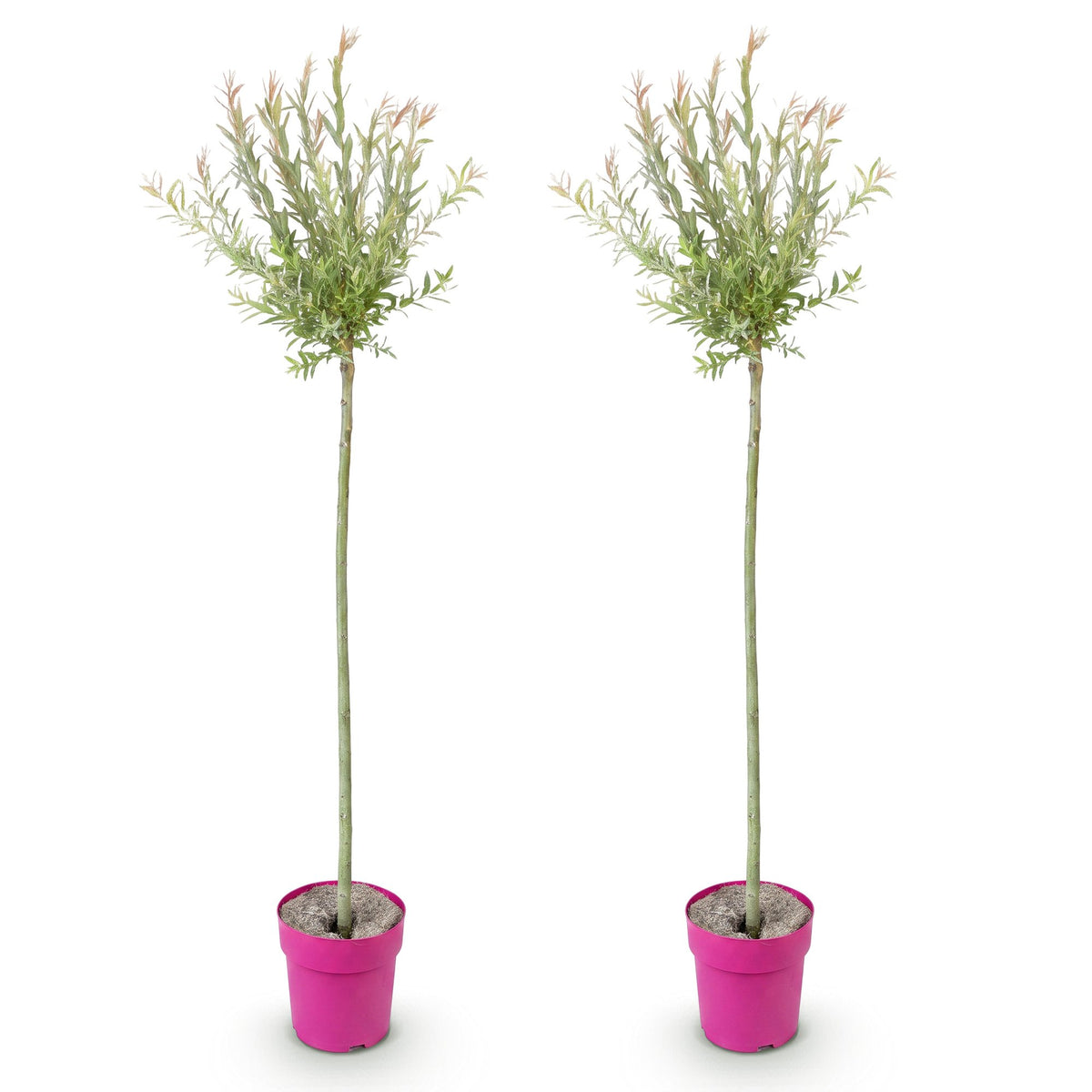 Salix Flamingo, 160 cm hoog, detail van het blad