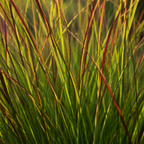 Vingergras Panicum 'Rotstrahlbusch', herfstkleur, groeiwijze van de plant