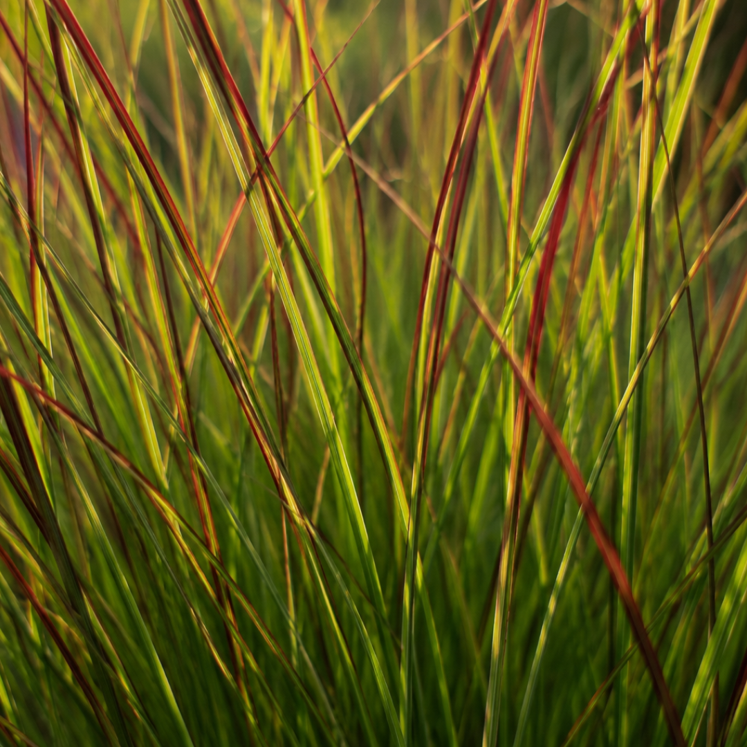 Vingergras Panicum 'Rotstrahlbusch', herfstkleur, groeiwijze van de plant