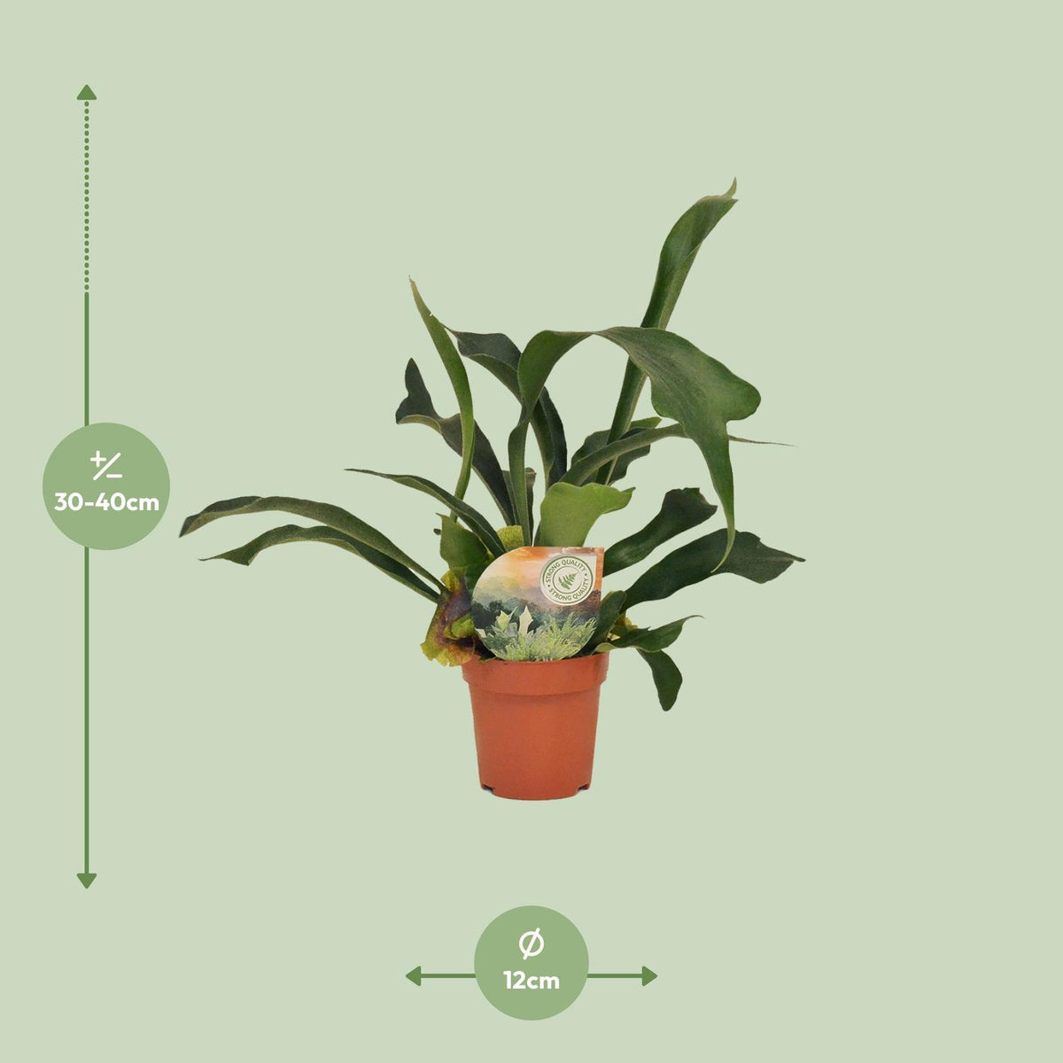 Platycerium Bifurcatum, kenmerkend blad