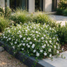Vinca minor 'Alba' - witte maagdenpalm