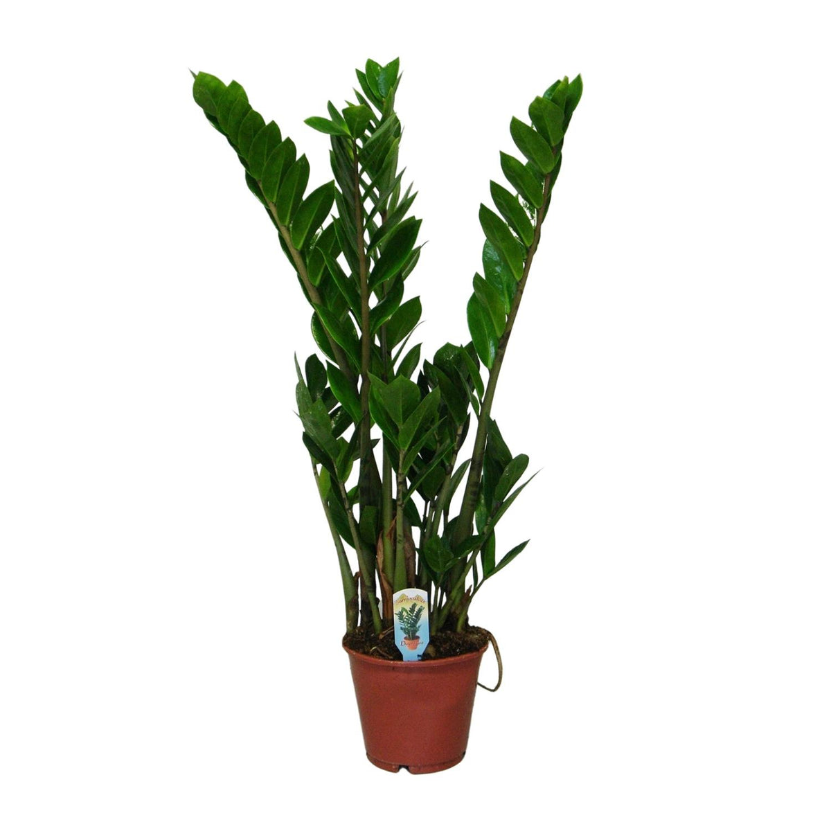 Productfoto van ZZ-plant Zamioculcas zamiifolia, glanzend blad, 50 cm hoog