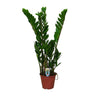 ZZ-plant Zamioculcas zamiifolia, glanzend blad, 50 cm hoog
