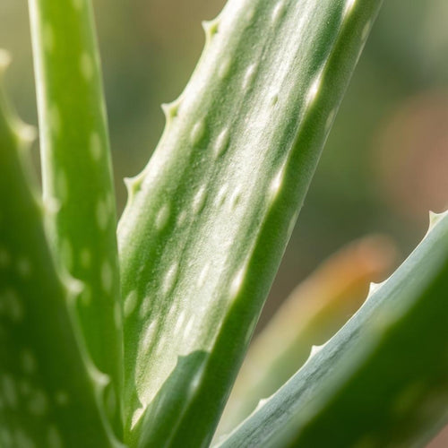 Aloë Vera, 40 cm hoog, detail van het blad