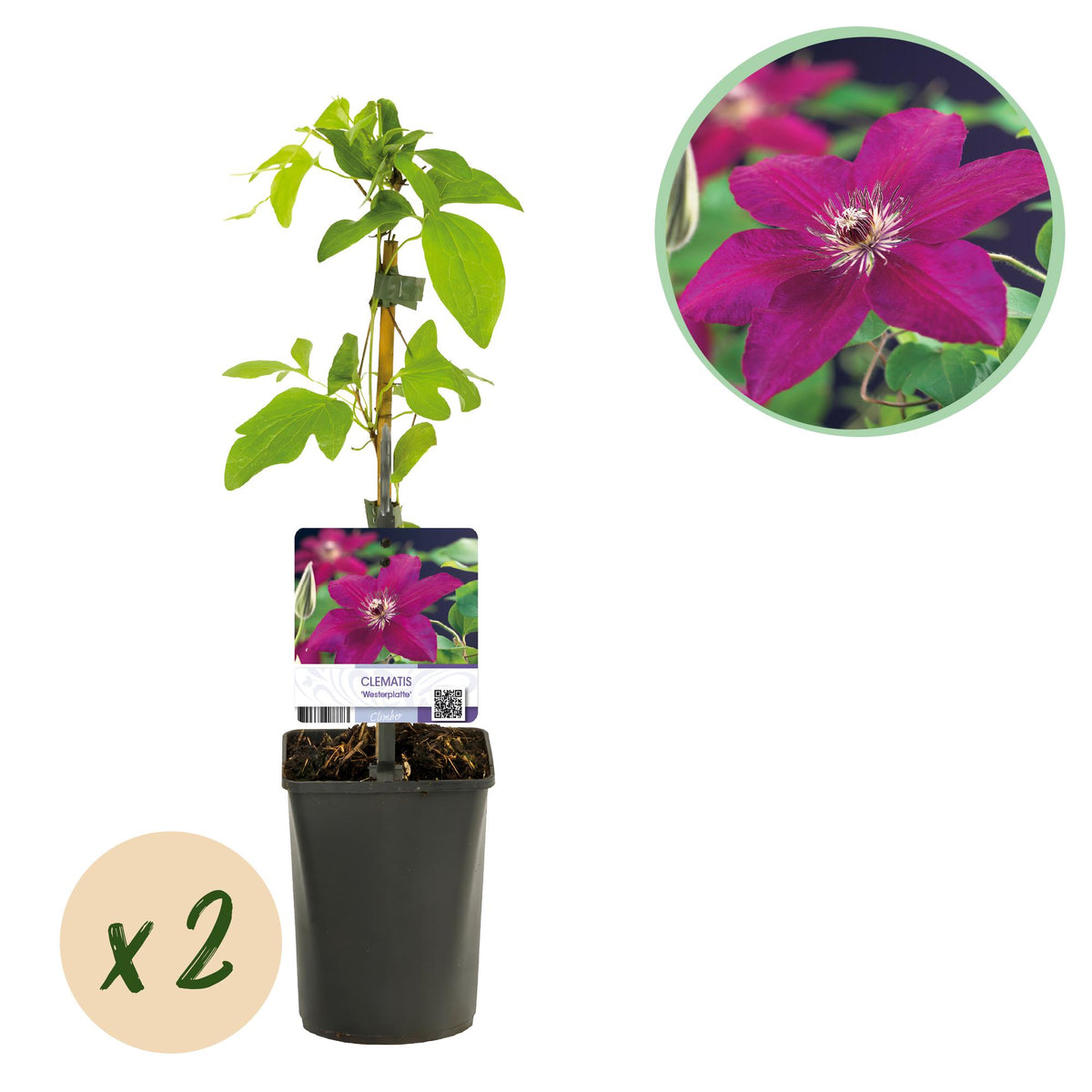 Productafbeelding van Pureplant