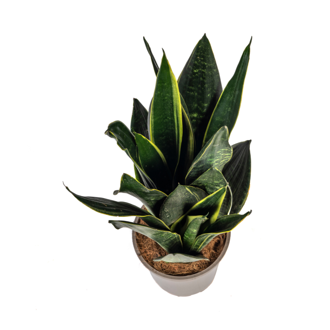 Sansevieria Trifasciata Futura Black, kenmerkend blad