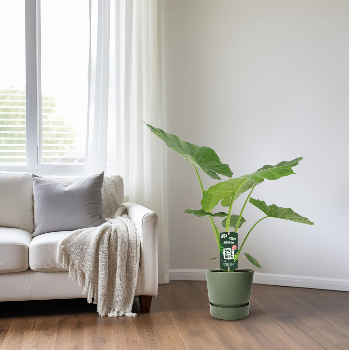 Productfoto van Alocasia Macrorrhiza