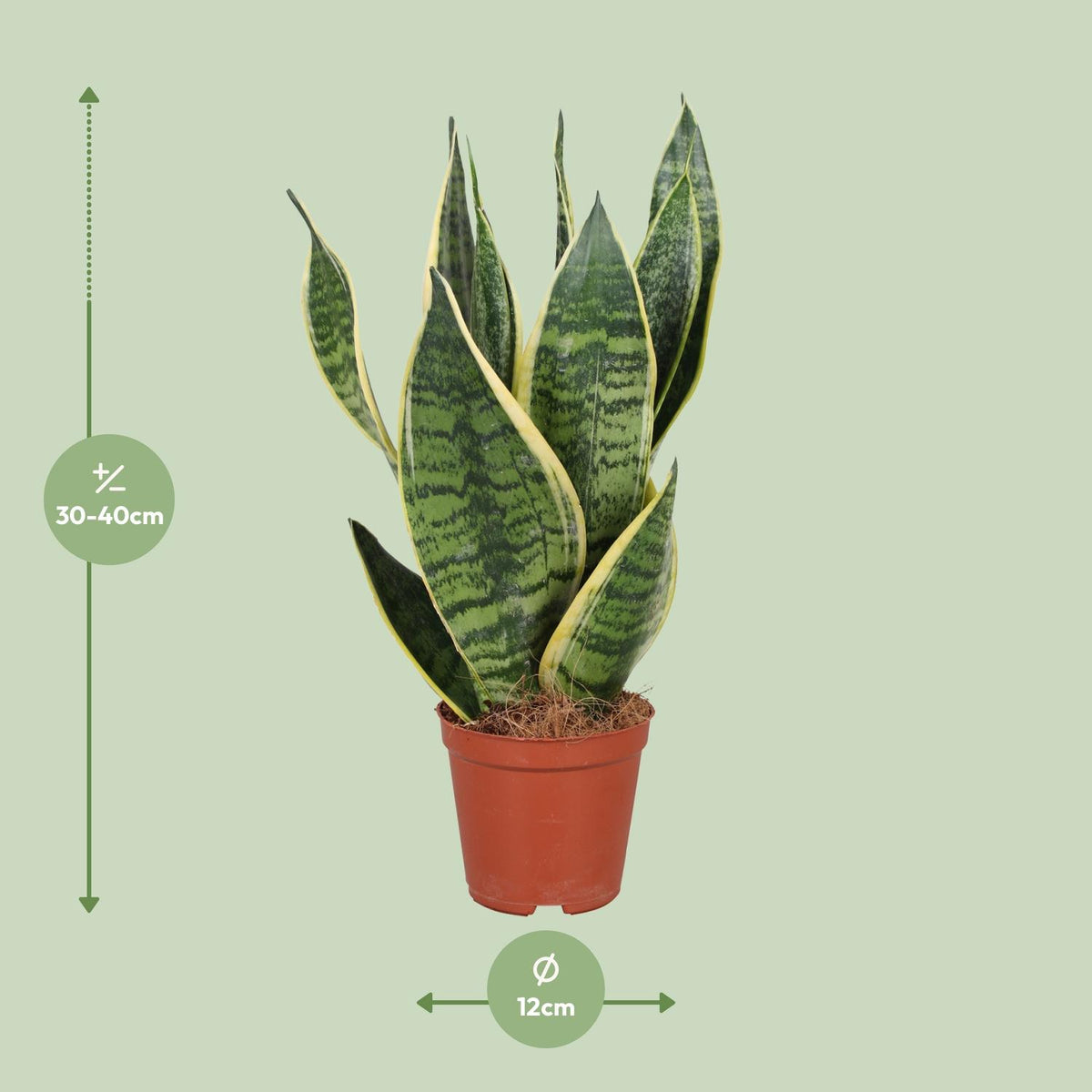 Detailfoto van Sansevieria Trifasciata Futura Superba