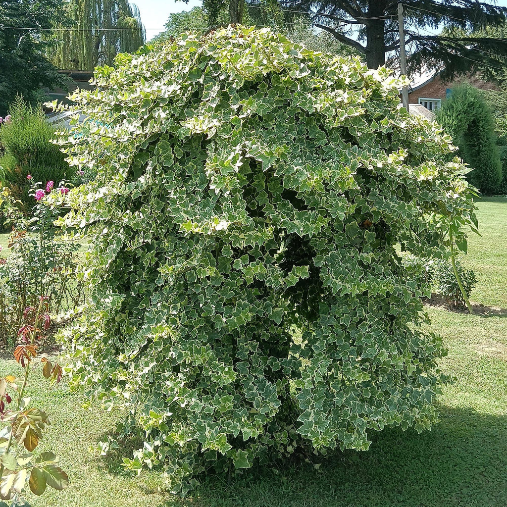 Hedera helix Glacier, kenmerkend blad
