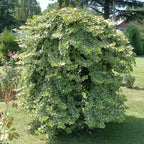 Hedera helix Glacier, kenmerkend blad