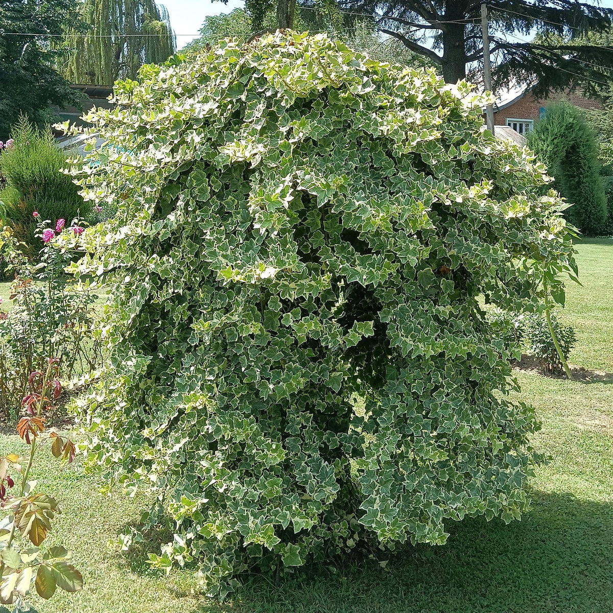 Hedera helix Glacier, kenmerkend blad
