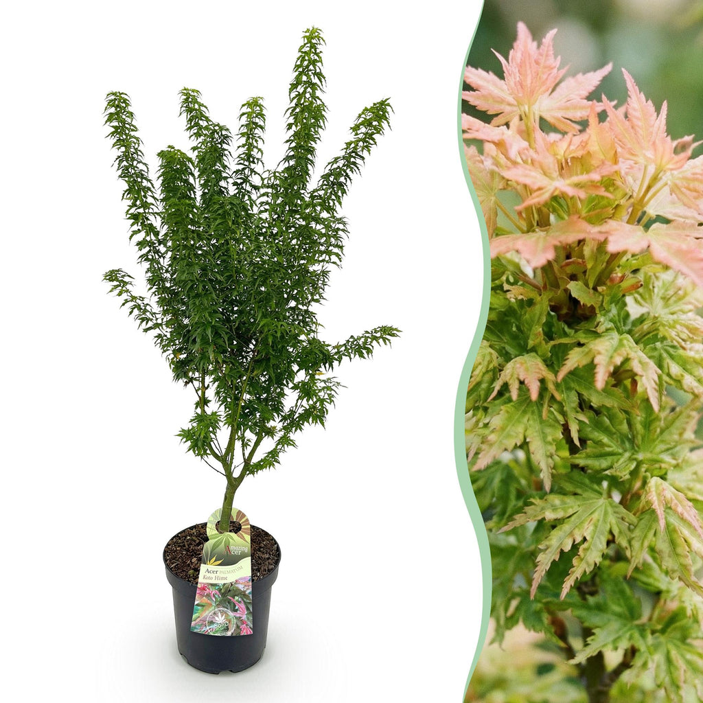 Acer palmatum Koto Hime, detail van het blad