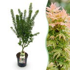 Acer palmatum Koto Hime, detail van het blad