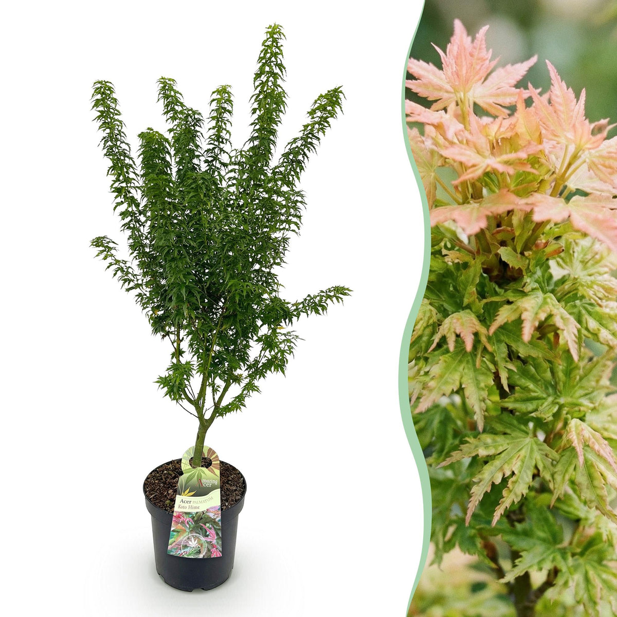Acer palmatum Koto Hime, detail van het blad