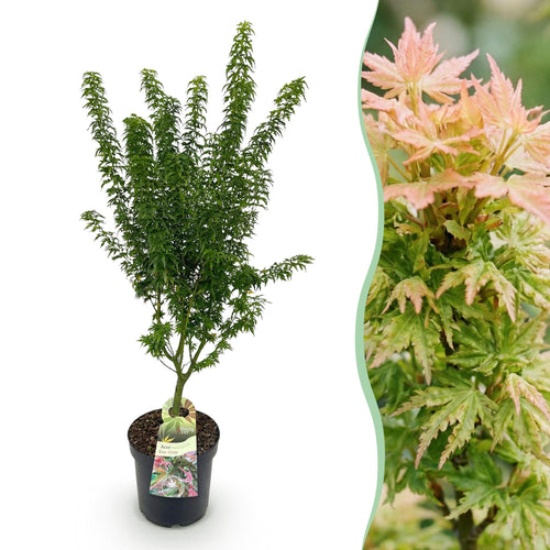 Acer palmatum Koto Hime, detail van het blad