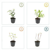Hypericum inodorum &