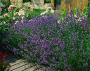 Lavandula ang. &