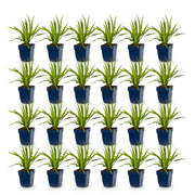 Liatris spicata - Lampenkruid - Paars - 24 Planten