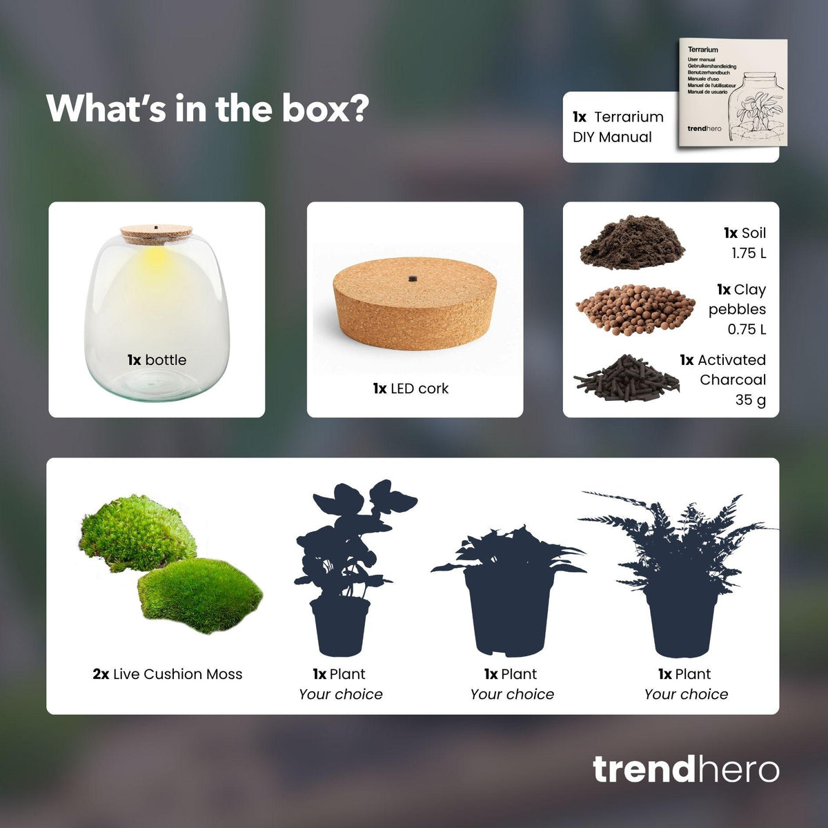 Planten terrarium - Emma - DIY kit - Hedera, wit, detail van het blad