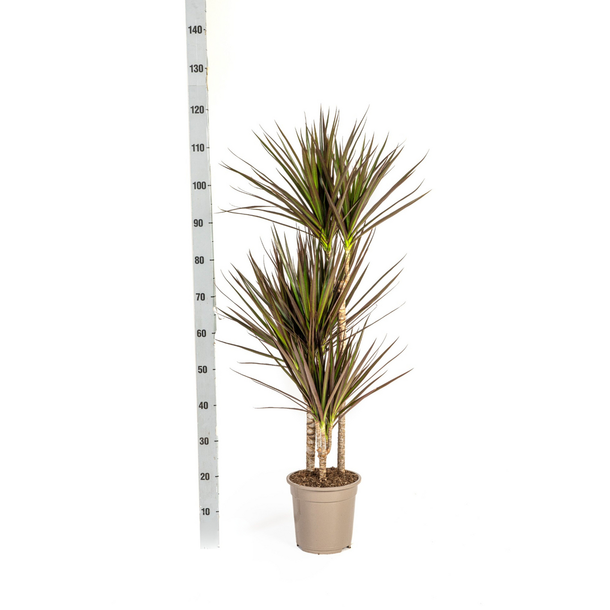 Dracaena Marginata Magenta met mand, detail van het blad