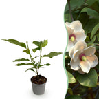 Magnolia sieboldii, detail van het blad