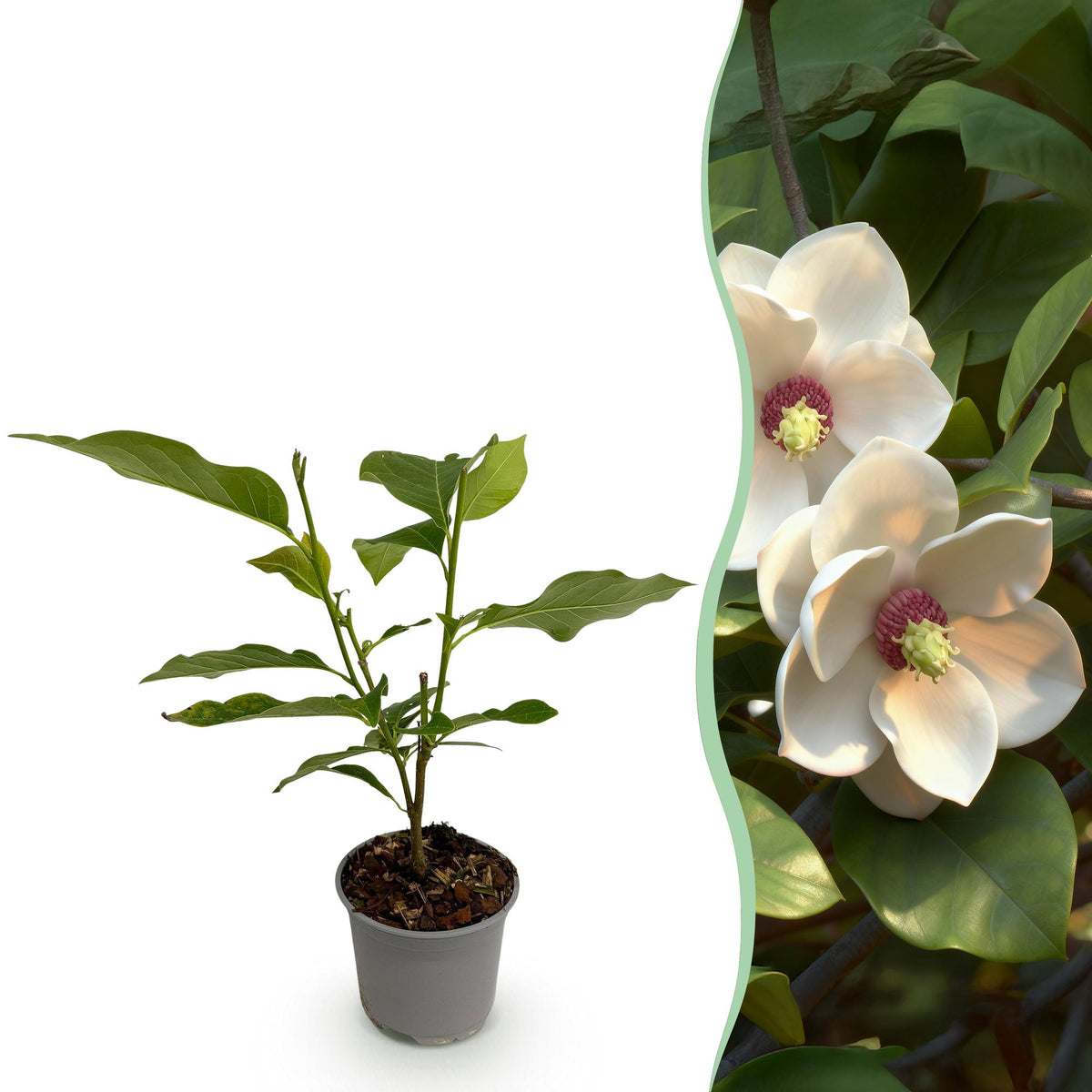 Magnolia sieboldii, detail van het blad