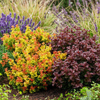 Leucothoe Curly Duo, kenmerkend blad