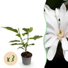 Magnolia stellata Royal Star