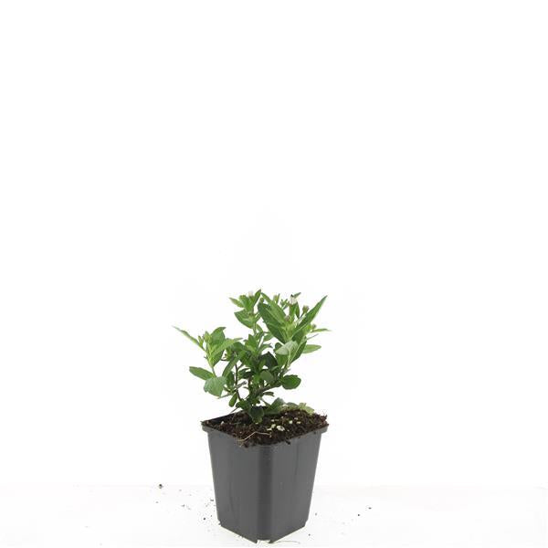 Aster ageratoides 'Stardust', groene bladeren