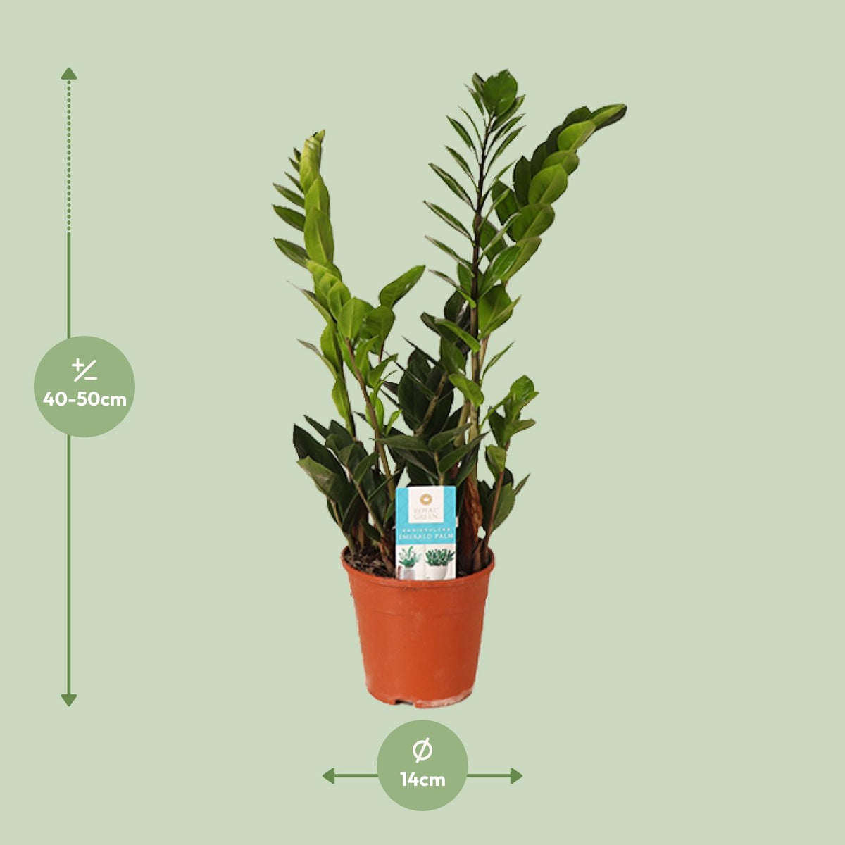 Detailfoto van Zamioculcas Zamiifolia
