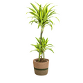 Dracaena Deremensis Lemon Lime met mand, plant in pot