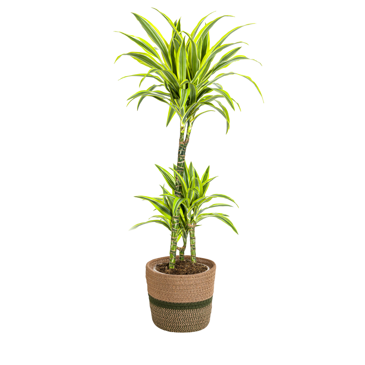 Dracaena Deremensis Lemon Lime met mand, plant in pot