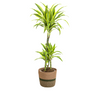 Dracaena Deremensis Lemon Lime met mand