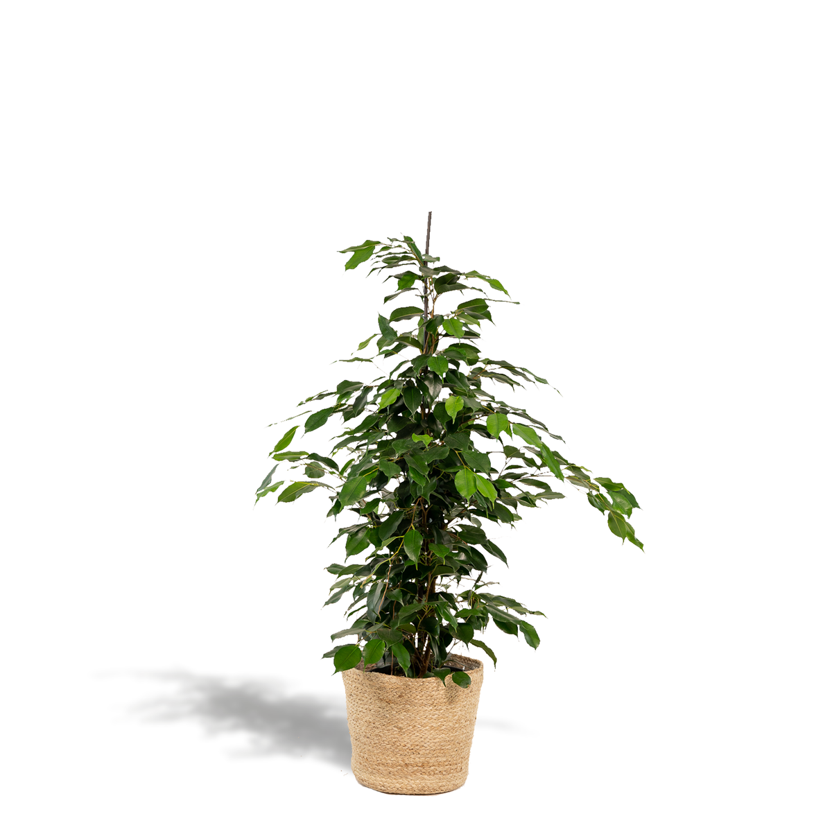 Detailfoto van Ficus benjamina Danielle