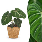 Philodendron Gloriosum - Glorie Philodendron - met Mand, detail van het blad