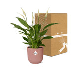 Detailfoto van Spathiphyllum Torelli in ELHO Vibes Fold roze