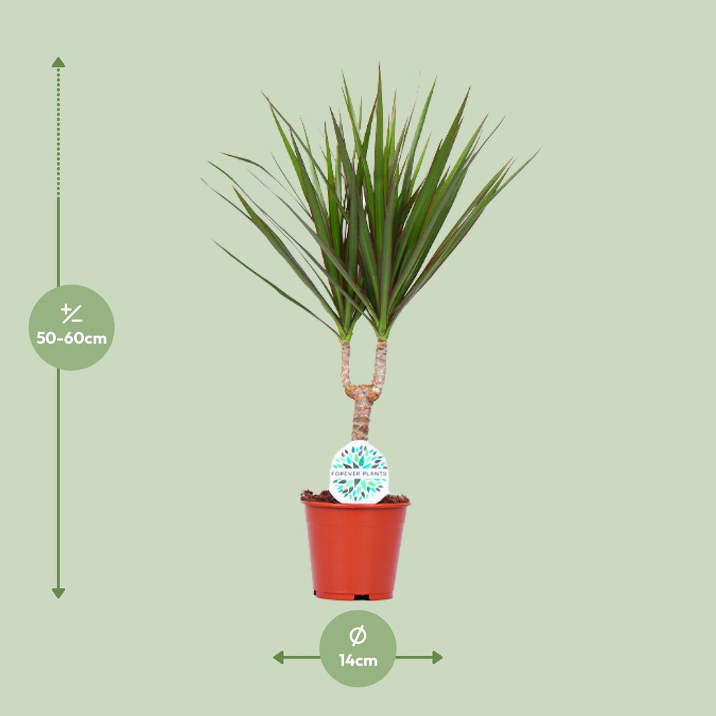 Detailfoto van Dracaena Marginata
