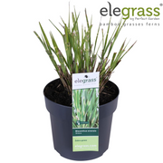Miscanthus sinensis Strictus