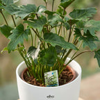 Philodendron Xanadu met witte pot, groene bladeren