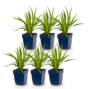 Liatris spicata Alba - Lampenkruid - Wit - 6 Planten