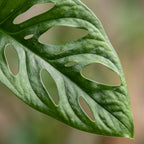 Monkey Mask, groeiwijze van de plant
