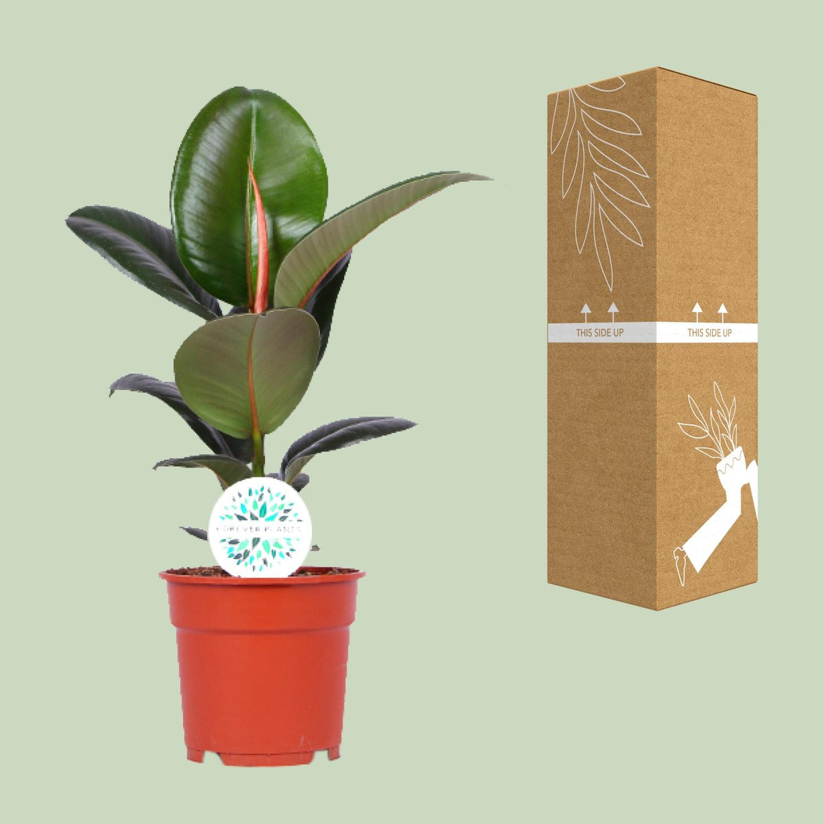 Ficus Elastica Robusta, kenmerkend blad
