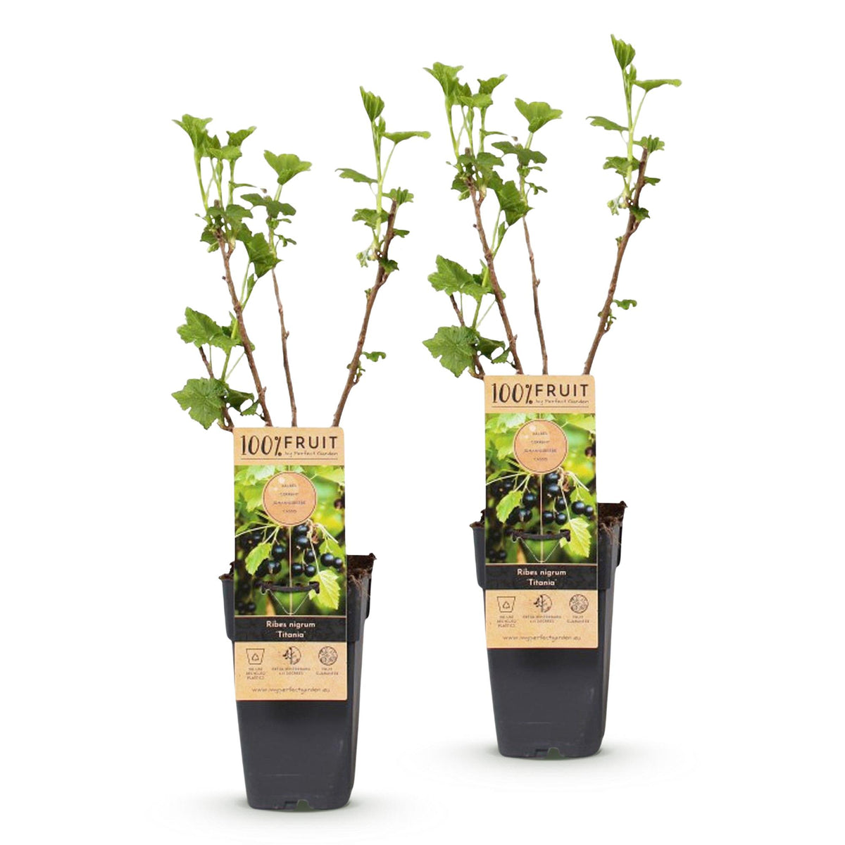 2x Bessenplant Titania, detail van het blad